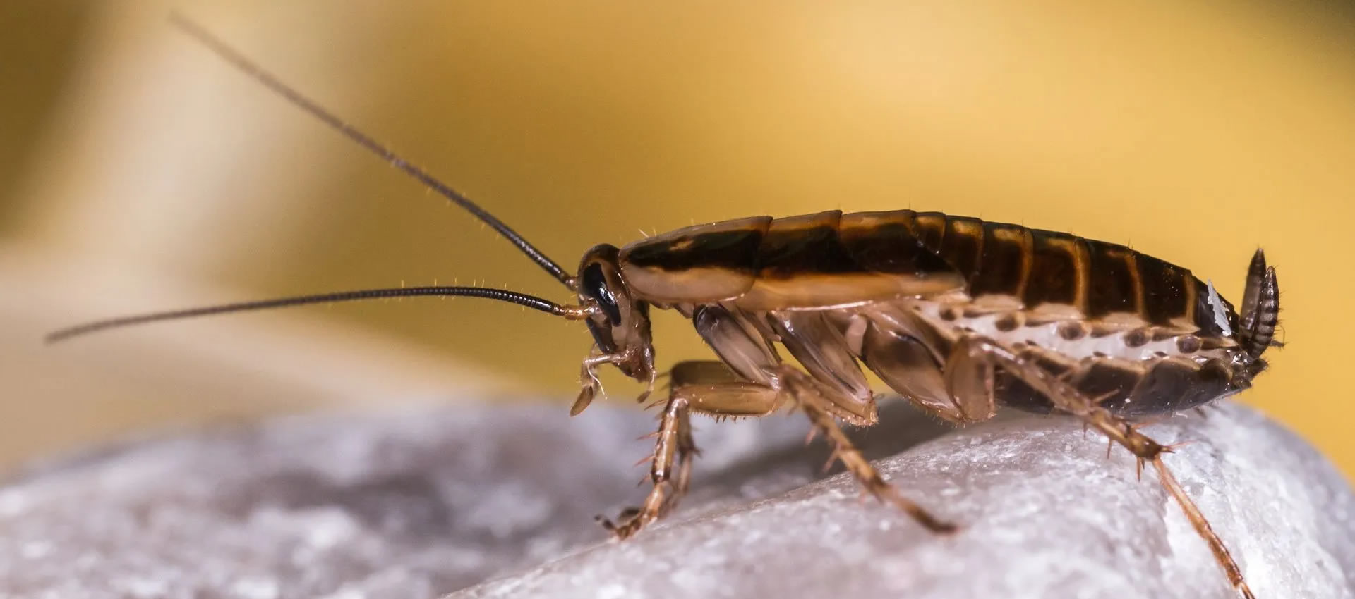dedetizacao